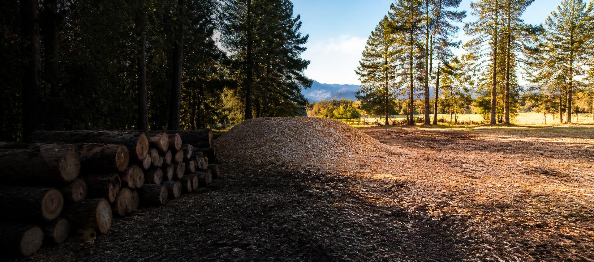 Completed tree work site with a stacked pile of cut logs in shade beside a fresh mound of wood chips and a sunlit thinned pine stand below Colorado mountains