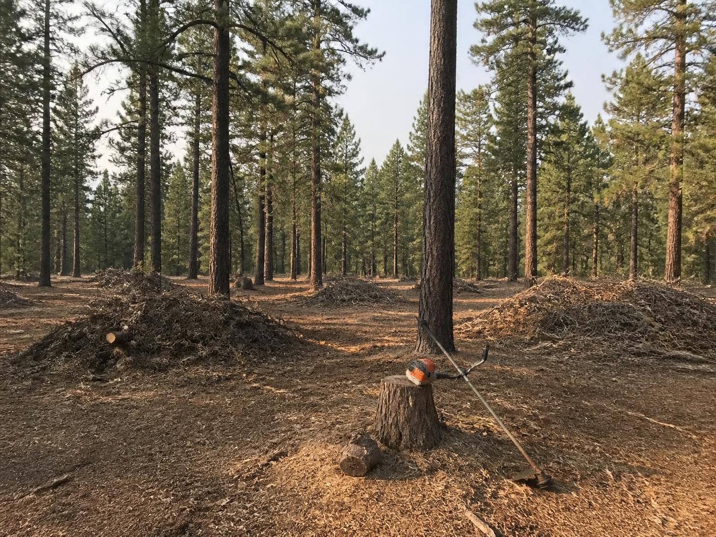 Widely thinned ponderosa pine stand with raked slash piles and a brush cutter resting against a stump after wildfire fuel reduction