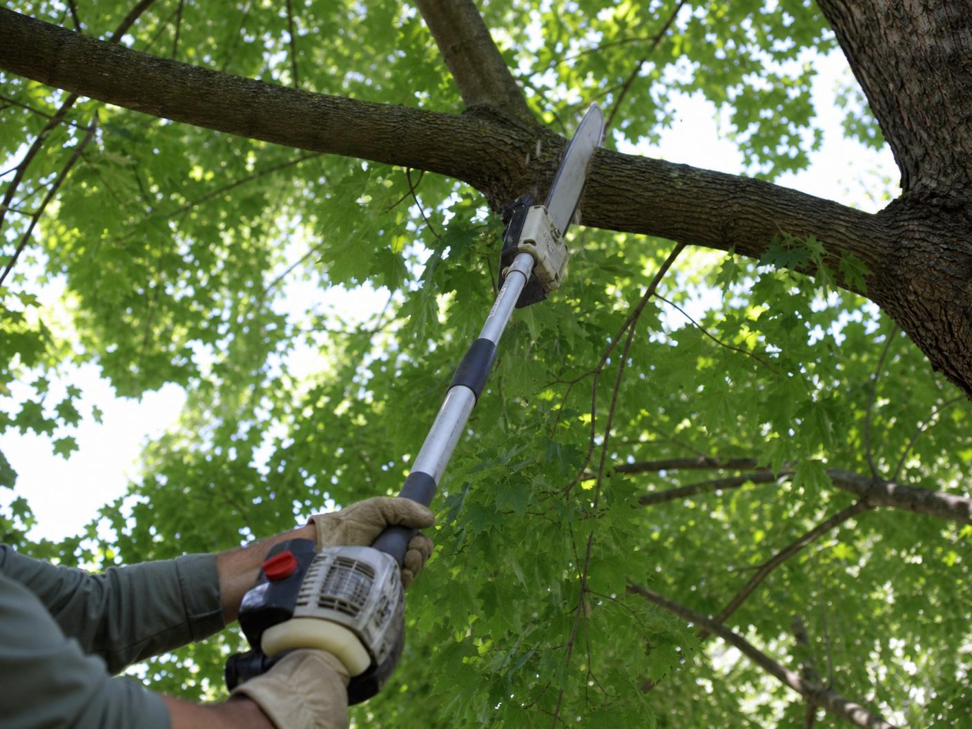 Gas-powered telescoping pole saw cutting a green maple limb high in a sunlit canopy, seen from below