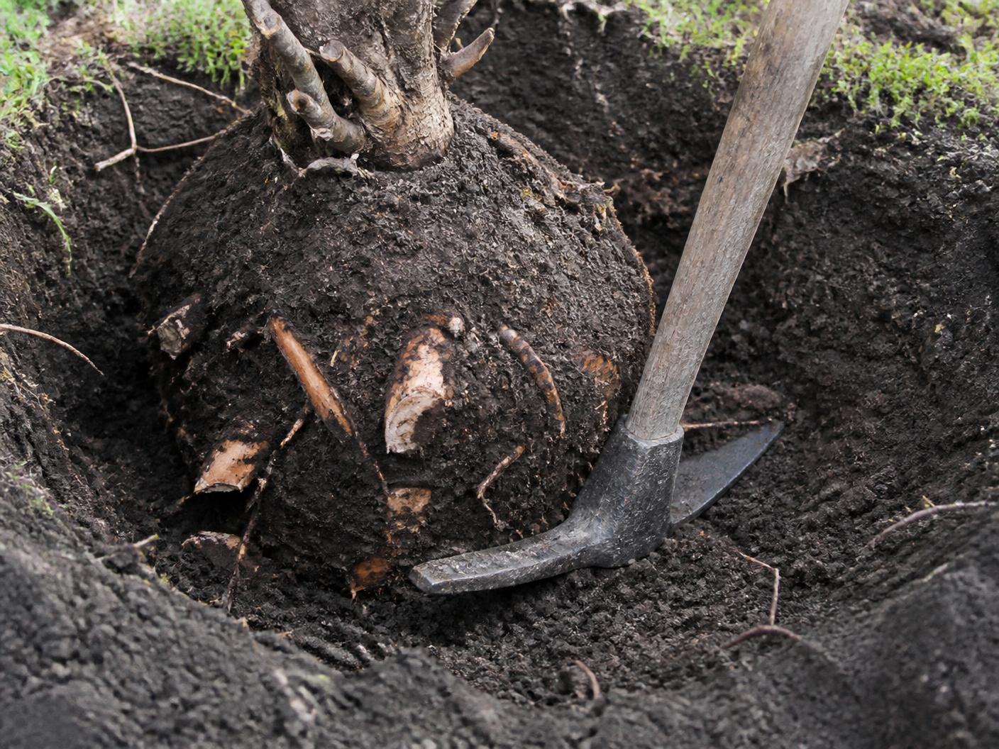 Steel mattock grub hoe in the excavated hole around an exposed tree root ball being removed from a lawn