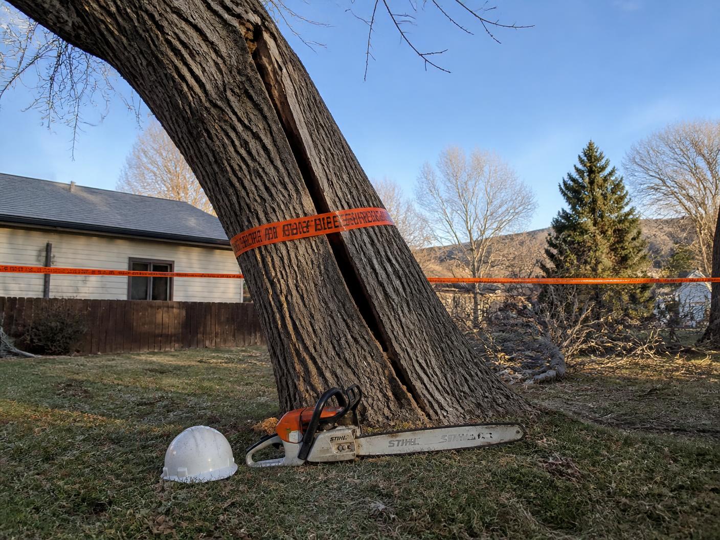 A leaning cracked cottonwood tree marked with orange hazard tape, with a white hard hat and STIHL chainsaw resting on the grass in a Montrose, Colorado residential yard