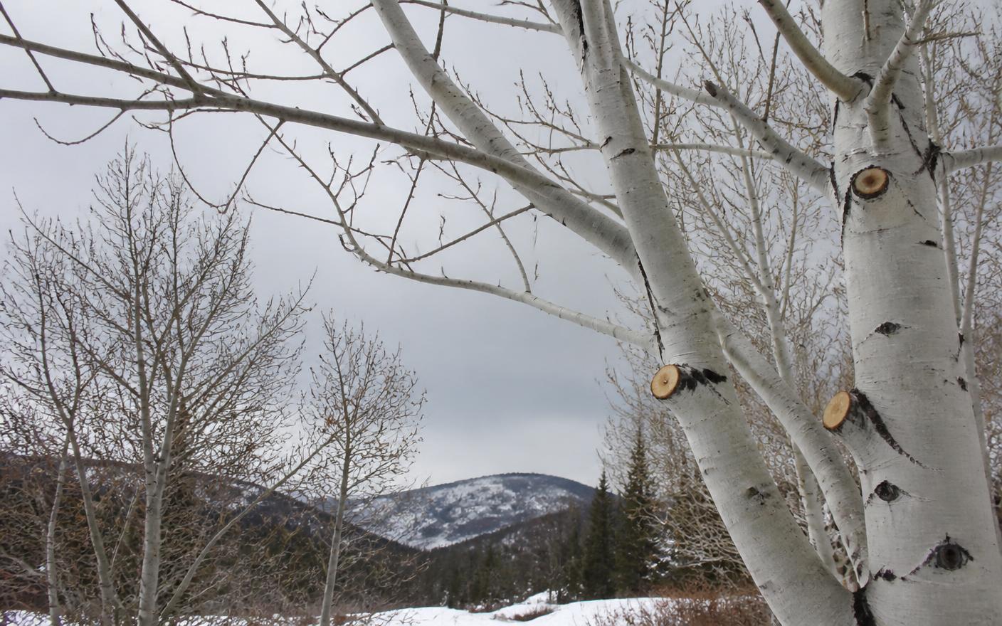 Bare winter aspen branches with clean fresh pruning cuts against an overcast Colorado mountain sky