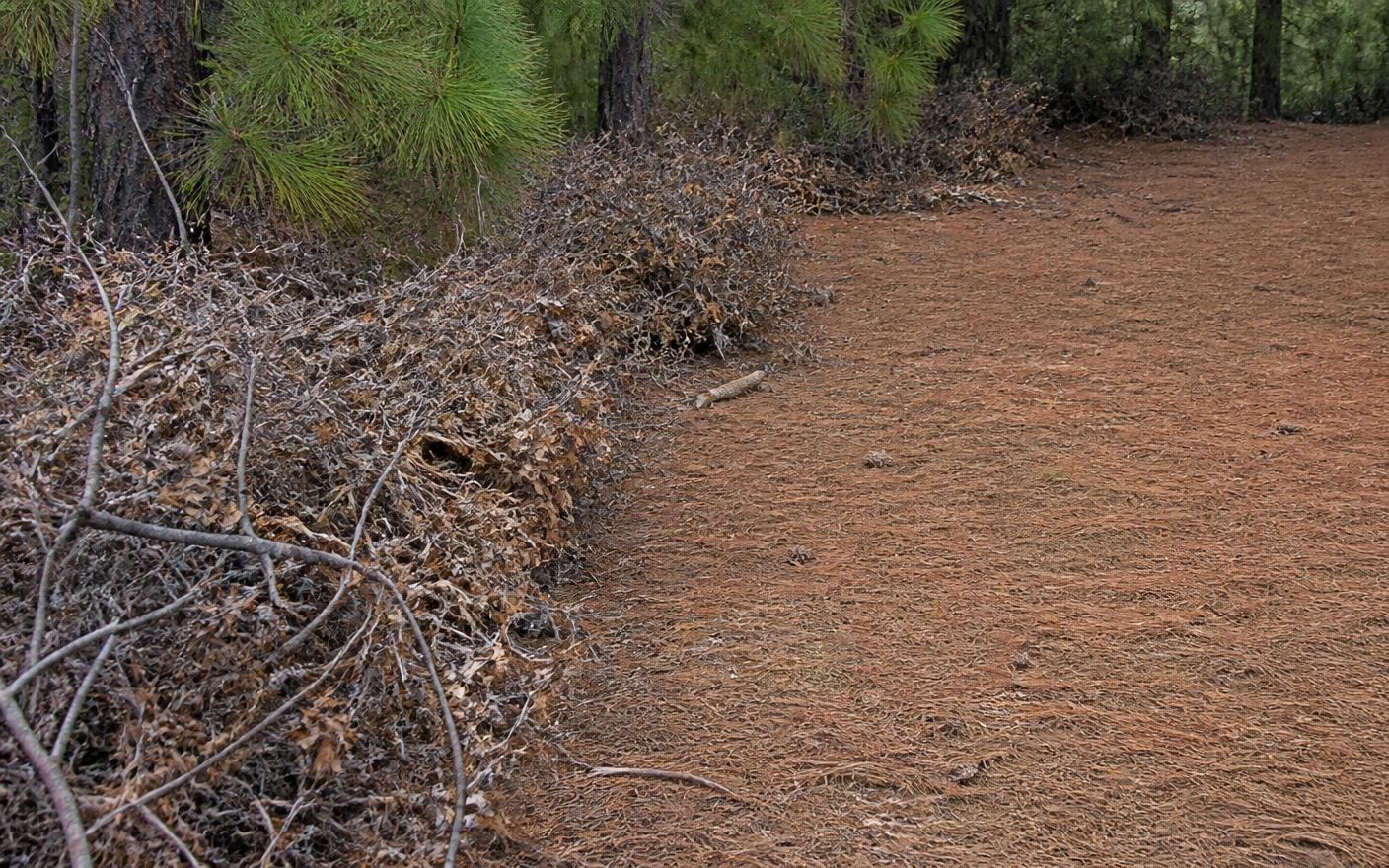 Dry dead scrub oak brush and ladder fuels beneath pines beside ground already cleared to bare pine needles