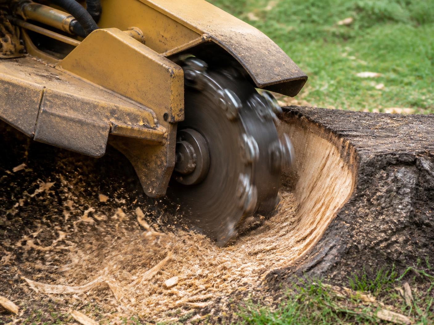 Carbide-toothed stump grinder wheel cutting into a wide tree stump and throwing fresh wood chips onto grass