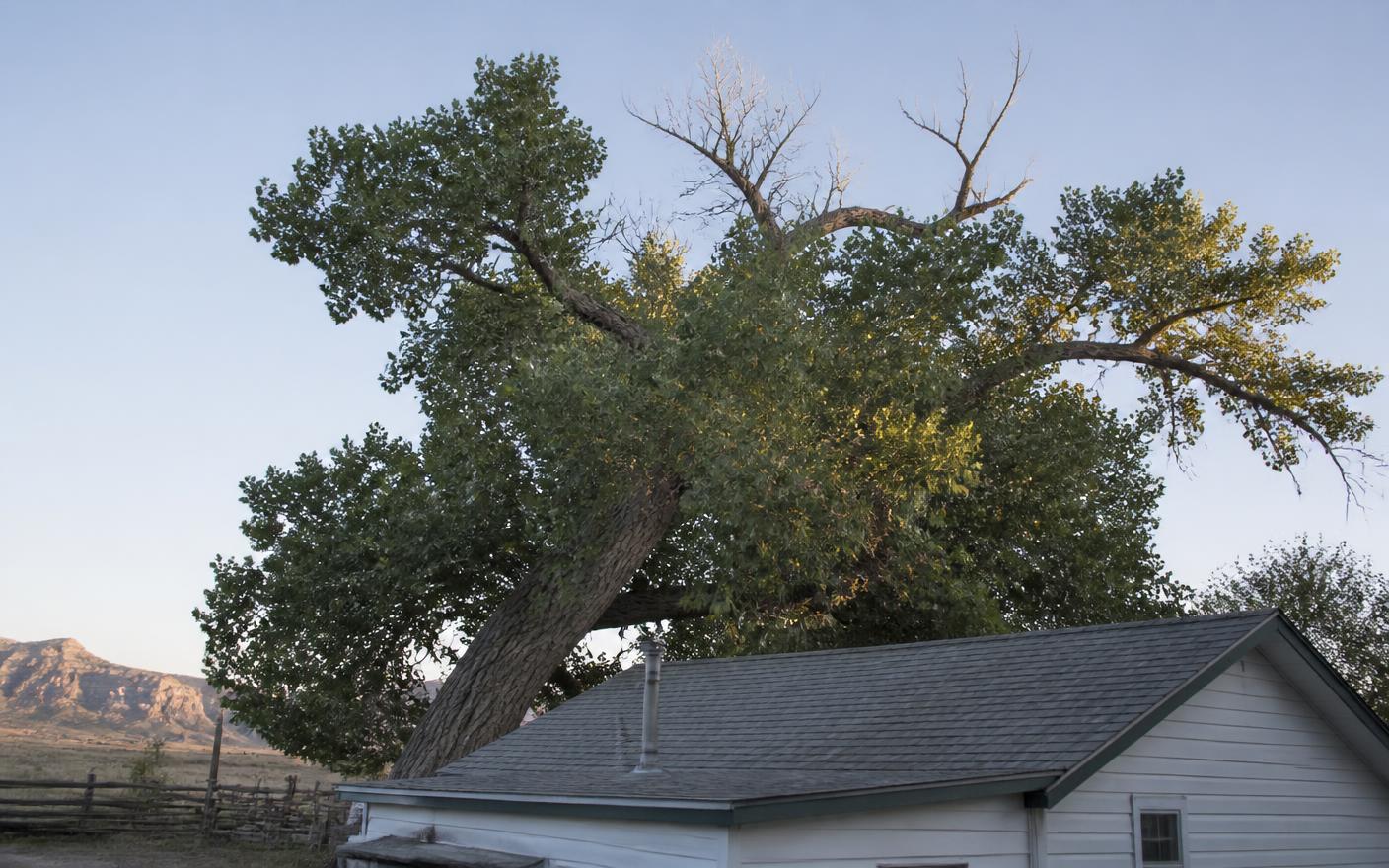 Large leaning cottonwood with deadwood in its crown overhanging the roof of a rural Colorado house
