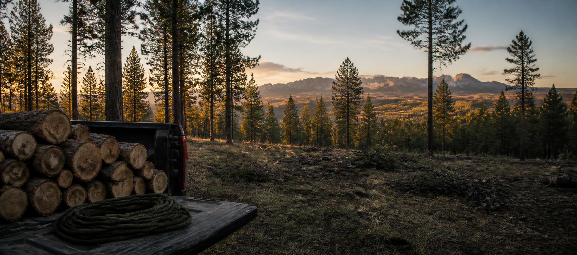 Stacked cut logs and a coiled climbing rope on a work truck tailgate in shade, with a sunlit professionally thinned ponderosa pine stand and Colorado mountains beyond