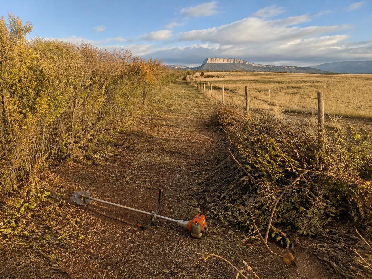 Rural fence line half cleared of overgrown scrub oak and willow, cut brush piled aside and a brush cutter on the open ground