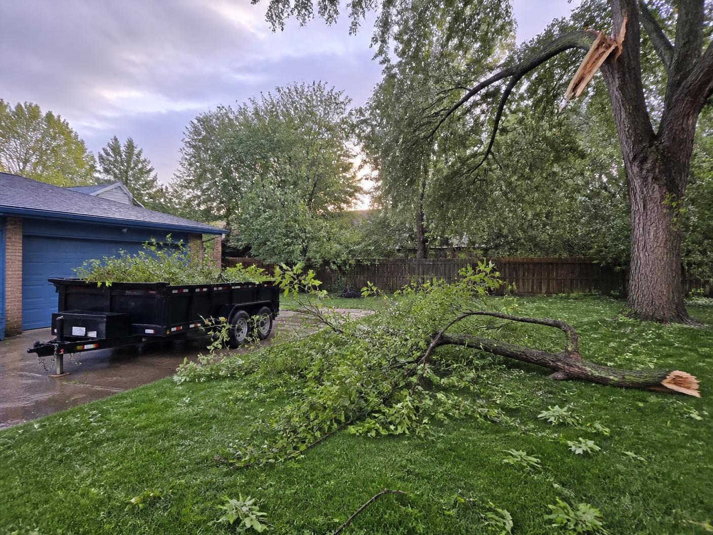 Storm-snapped tree limb lying across a wet lawn with a dump trailer loaded with brush in the driveway after a windstorm