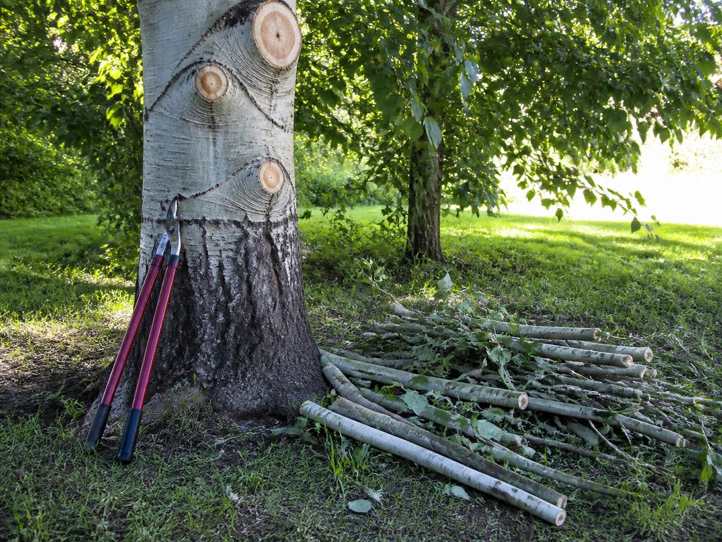 Mature aspen trunk with fresh clean pruning collar cuts, bypass loppers leaning on the trunk and pruned branches stacked on the grass